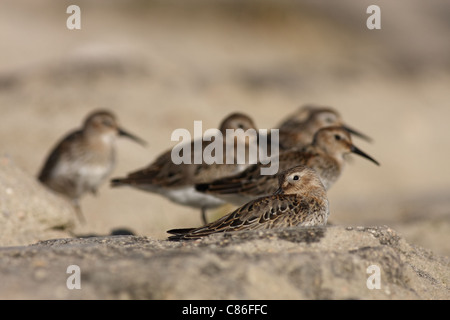 Gregge di Dunlins (Calidris alpina) sono ' appollaiati sulla riva Foto Stock