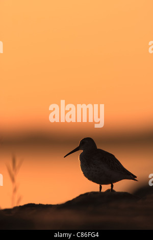 Dunlin (Calidris alpina) silhouette in sunset Foto Stock