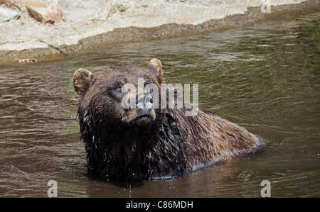 Un orso grizzly giocando in acqua sulla sommità del Monte Grouse, Canada Foto Stock