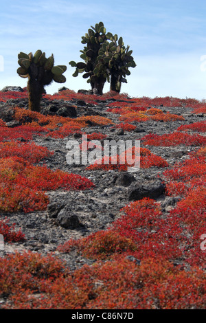 Tipico paesaggio delle Galapagos con le Galapagos ficodindia e tappeto Galapagos weed su South Plaza Island, Galapagos. Foto Stock