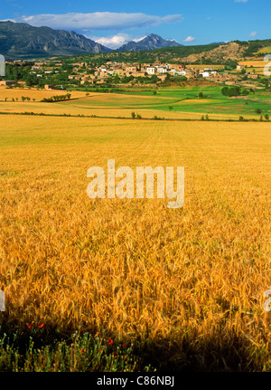 Campi di grano in Catalunya e Aragona province vicino Pirenei in Spagna Foto Stock