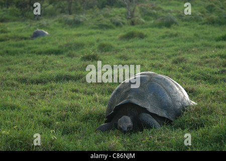 Le Galapagos La tartaruga gigante (Geochelone nigra porteri) sull isola di Santa Cruz, le Galapagos. Foto Stock