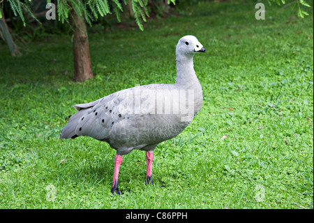 Un capo sterile oca in Katikati Bird Sanctuary Baia di Planty Isola del nord della Nuova Zelanda NZ Foto Stock