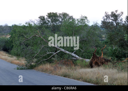 Albero abbattuto da elefanti nel Parco Nazionale di Kruger, Sud Africa Foto Stock