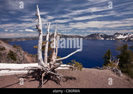 Bianco antico corteccia di pino, Pinus albicaulis sul bordo craterico a circa 2200m, il Parco nazionale di Crater Lake, Oregon Foto Stock