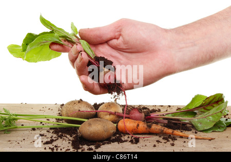 Mano che tiene un fresco raccolte homegrown barbabietola, con patate e carote su una tavola di legno Foto Stock