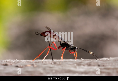 Femmina comandante parassita Ichneumon, Dolichomitus imperator, wasp in cerca di preda e la deposizione delle uova. A nord della California. Foto Stock