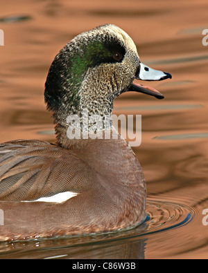 American Wigeon chiamando per gli amici. Foto Stock