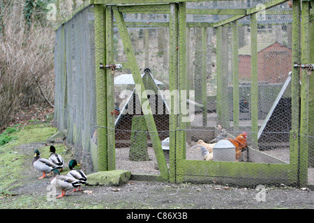 Anatre selvatiche al di fuori di gabbie contenenti pedigree pollame e selvaggina di penna su un intervallo libero fattoria nella contea di Armagh nell'Irlanda del Nord come timore di comparsa di un focolaio di influenza aviaria H5N1 nel Regno Unito aumenta. Si teme che la migrazione di uccelli selvatici porterà la malattia per i voli domestici nel Regno Unito di scorte. Foto Stock