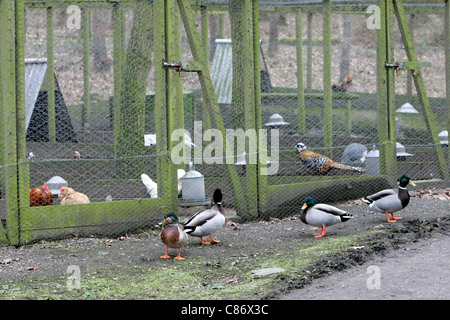 Anatre selvatiche al di fuori di gabbie contenenti pedigree pollame e selvaggina di penna su un intervallo libero fattoria nella contea di Armagh nell'Irlanda del Nord come timore di comparsa di un focolaio di influenza aviaria H5N1 nel Regno Unito aumenta. Si teme che la migrazione di uccelli selvatici porterà la malattia per i voli domestici nel Regno Unito di scorte. Foto Stock