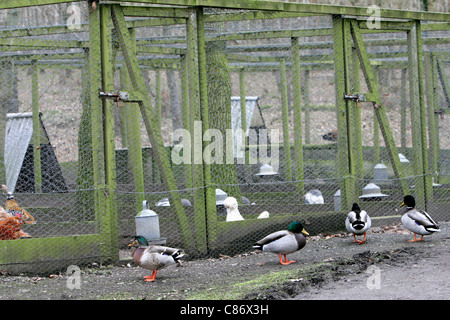 Anatre selvatiche al di fuori di gabbie contenenti pedigree pollame e selvaggina di penna su un intervallo libero fattoria nella contea di Armagh nell'Irlanda del Nord come timore di comparsa di un focolaio di influenza aviaria H5N1 nel Regno Unito aumenta. Si teme che la migrazione di uccelli selvatici porterà la malattia per i voli domestici nel Regno Unito di scorte. Foto Stock