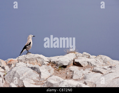 Clark schiaccianoci, Nucifraga columbiana sulle rocce al parco nazionale di Crater Lake, Oregon. Foto Stock