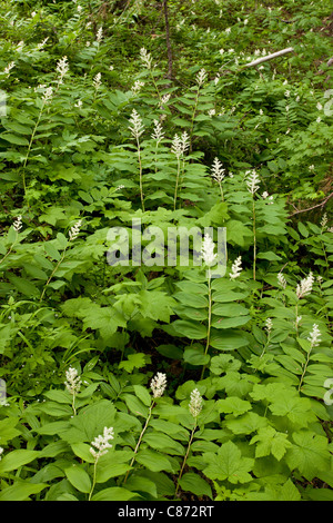 Falso di Salomone, Sigillo di Salomone, pennacchio o falso Nardo, Maianthemum racemosum, Smilacina racemosa nel bosco, Oregon. Foto Stock