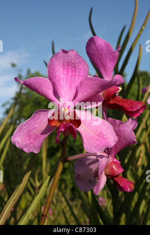 Colore rosa Orchid sull isola di Samosir, Lago Toba, Sumatra Foto Stock