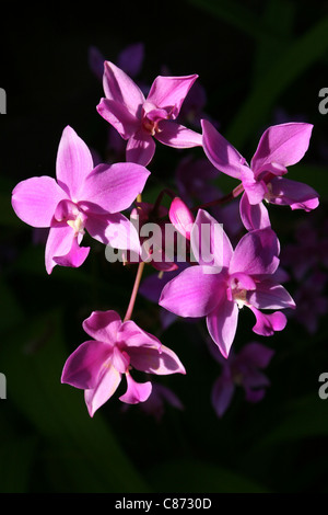 Colore rosa orchidee di Bali Foto Stock