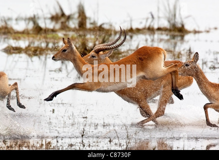 Un gruppo di Red Lechwe antilopi (Kobus leche) in esecuzione attraverso acqua poco profonda nel Chobe National Park in Botswana. Foto Stock