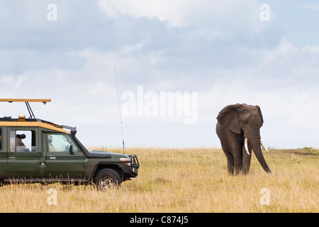 Veicolo di Safari e Bush africano Elefante, Masai Mara riserva nazionale, Kenya Foto Stock