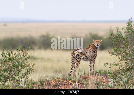 Ghepardo, il Masai Mara riserva nazionale, Kenya Foto Stock