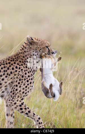 Cheetah con Capo la lepre, il Masai Mara riserva nazionale, Kenya Foto Stock