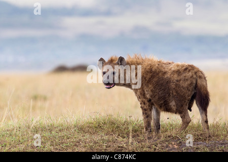 Avvistato iena, Masai Mara riserva nazionale, Kenya Foto Stock