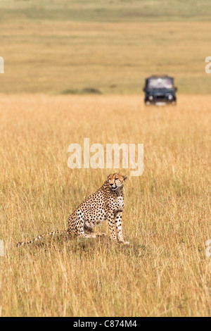 Cheetah con Safari veicolo in background, Masai Mara riserva nazionale, Kenya Foto Stock