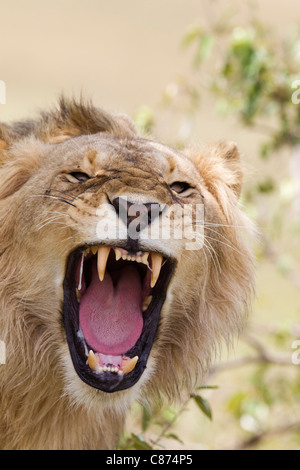 Giovane Maschio leone ruggente, il Masai Mara riserva nazionale, Kenya Foto Stock