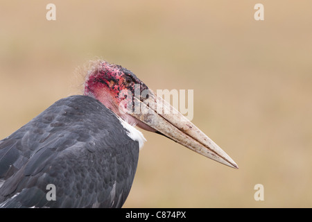 Marabou Stork, il Masai Mara riserva nazionale, Kenya Foto Stock