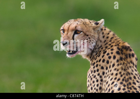 Ghepardo, il Masai Mara riserva nazionale, Kenya Foto Stock