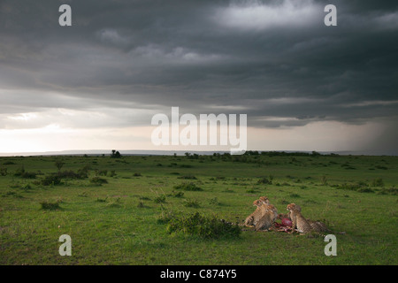 Ghepardi con Kill, Masai Mara riserva nazionale, Kenya Foto Stock