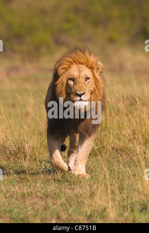 Maschio di leone, Masai Mara riserva nazionale, Kenya Foto Stock