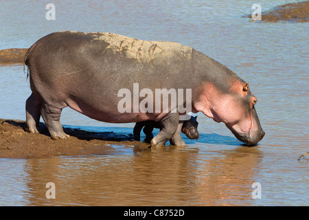 Ippopotamo con vitello, Masai Mara riserva nazionale, Kenya Foto Stock