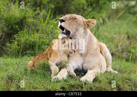 Con Lion Cub, il Masai Mara riserva nazionale, Kenya Foto Stock