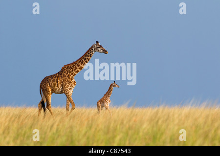 Masai Giraffa con vitello, Masai Mara riserva nazionale, Kenya Foto Stock