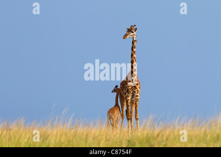 Masai Giraffa con vitello, Masai Mara riserva nazionale, Kenya Foto Stock