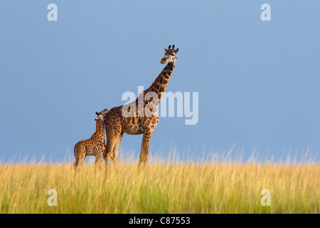 Masai Giraffe con vitello, Masai Mara riserva nazionale, Kenya Foto Stock