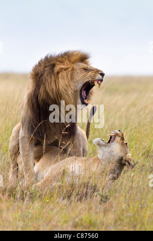 I Lions di accoppiamento, il Masai Mara riserva nazionale, Kenya Foto Stock