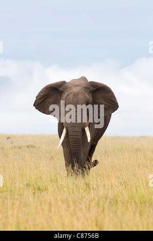 Bush africano Elefante, Masai Mara riserva nazionale, Kenya Foto Stock