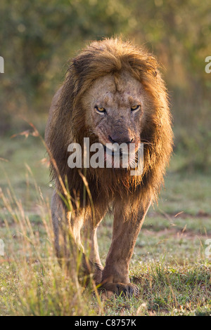 Maschio di leone, Masai Mara riserva nazionale, Kenya Foto Stock