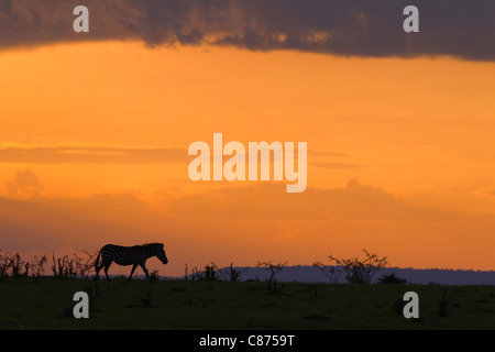 Silhouette di Burchell's Zebra al tramonto, il Masai Mara riserva nazionale, Kenya Foto Stock