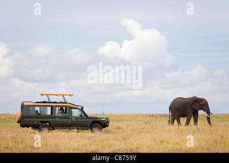 Veicolo di Safari e Bush africano Elefante, Masai Mara riserva nazionale, Kenya Foto Stock