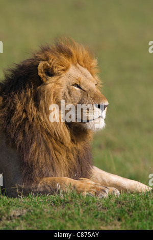 Ritratto di Leone maschio, il Masai Mara riserva nazionale, Kenya Foto Stock