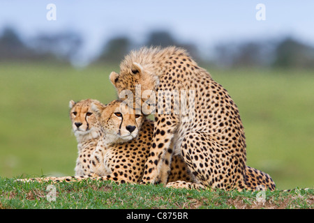 Cheetah con giovani, il Masai Mara riserva nazionale, Kenya Foto Stock