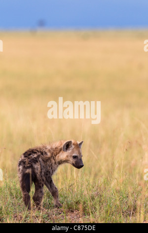 Giovani Spotted iena, Masai Mara riserva nazionale, Kenya Foto Stock