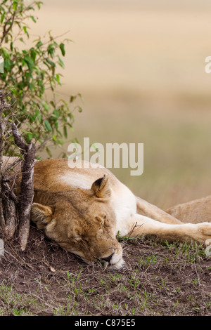 Femmina Sleeping Lion, il Masai Mara riserva nazionale, Kenya Foto Stock