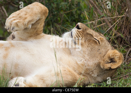Leone femmina in appoggio, il Masai Mara riserva nazionale, Kenya Foto Stock