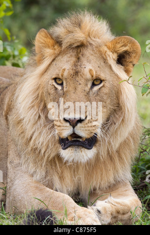 Giovane Maschio Lion, il Masai Mara riserva nazionale, Kenya Foto Stock