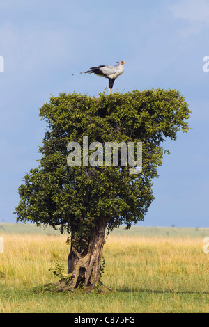 Segretario di nidificazione di uccelli su Treetop, il Masai Mara riserva nazionale, Kenya Foto Stock