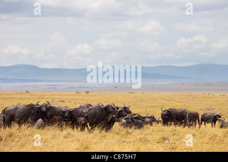 Mandria di bufali, il Masai Mara riserva nazionale, Kenya Foto Stock