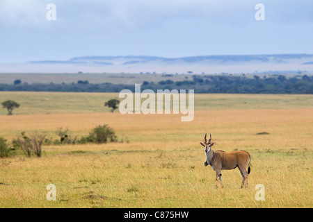 Common Eland, il Masai Mara riserva nazionale, Kenya Foto Stock