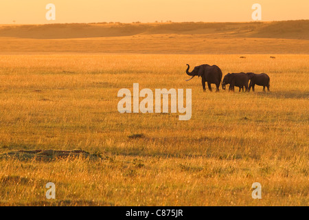 Bush africano elefanti, Masai Mara riserva nazionale, Kenya Foto Stock